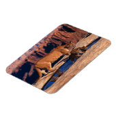 Cougar Magnet Magneet (Linkerzijde)
