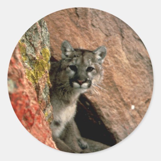 Cougar - Mountain Lion Foto Ronde Sticker (Voorkant)