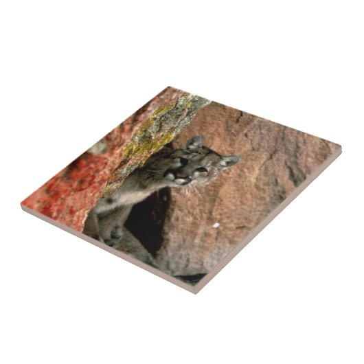 Cougar - Mountain Lion Foto Tegeltje (Zijkant)