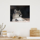 Cougar Mountain Lion Portret Close-up Poster (Keuken)