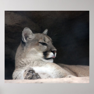 Cougar Mountain Lion Portret Close-up Poster