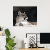 Cougar Mountain Lion Portret Close-up Poster (Thuiskantoor)