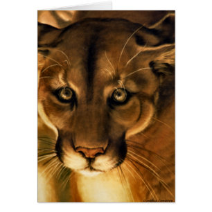 Cougar - Mountain Lion - Puma