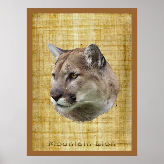 COUGAR, MOUNTAIN LION, PUMA Poster (Voorkant)