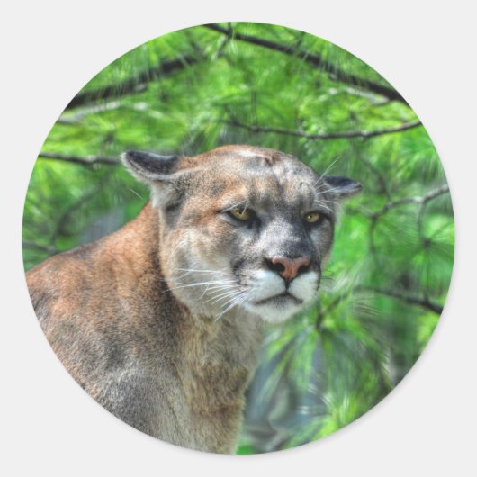 Cougar Mountain Lion & Summer Pines Wildlife Afbee Ronde Sticker (Voorkant)
