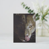 Cougar Night Briefkaart (Staand voorkant)