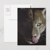 Cougar Night Briefkaart (Voorkant / Achterkant)