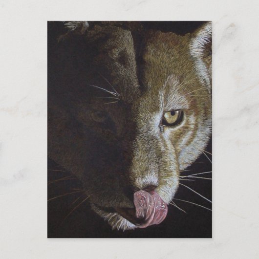 Cougar Night Briefkaart (Voorkant)