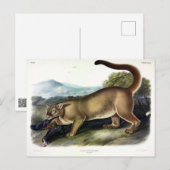 Cougar, of Puma, Panter, Bergleeuw, Catamount Briefkaart (Voorkant / Achterkant)
