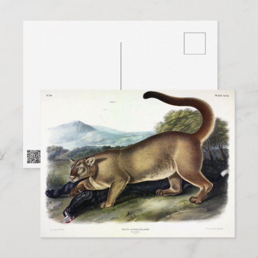 Cougar, of Puma, Panter, Bergleeuw, Catamount Briefkaart (Voorkant / Achterkant)