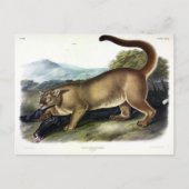 Cougar, of Puma, Panter, Bergleeuw, Catamount Briefkaart (Voorkant)