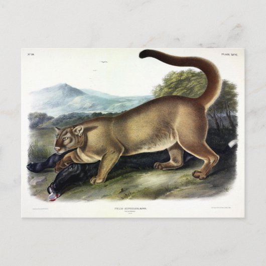 Cougar, of Puma, Panter, Bergleeuw, Catamount Briefkaart (Voorkant)