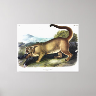 Cougar, of Puma, Panter, Bergleeuw, Catamount Canvas Afdruk
