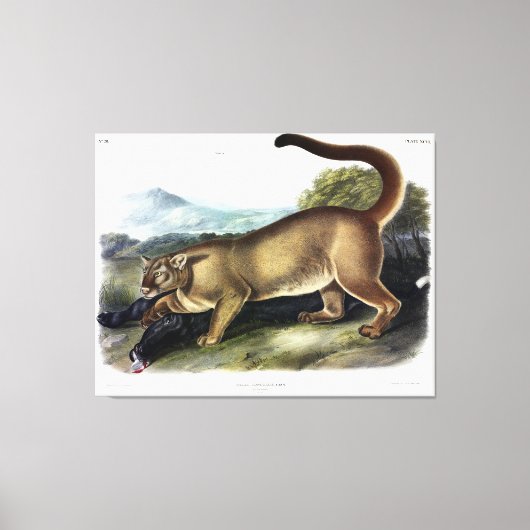 Cougar, of Puma, Panter, Bergleeuw, Catamount Canvas Afdruk (Voorkant)