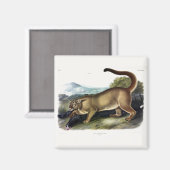 Cougar, of Puma, Panter, Bergleeuw, Catamount Magneet (Voorkant / Achterkant)