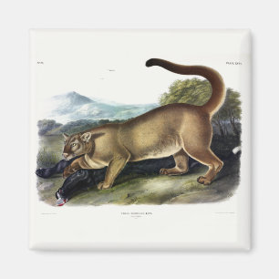 Cougar, of Puma, Panter, Bergleeuw, Catamount Magneet