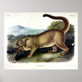 Cougar, of Puma, Panter, Bergleeuw, Catamount Poster (Voorkant)