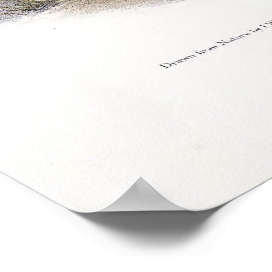 Cougar, of Puma, Panter, Bergleeuw, Catamount Poster (Hoek)