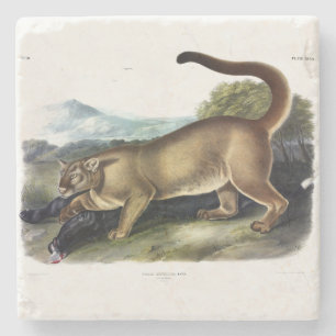 Cougar, of Puma, Panter, Bergleeuw, Catamount Stenen Onderzetter