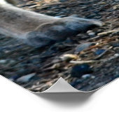 Cougar Photo Poster "Save Our Planet" (Hoek)