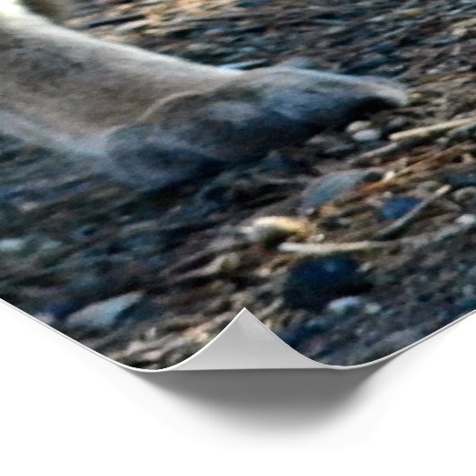 Cougar Photo Poster "Save Our Planet" (Hoek)