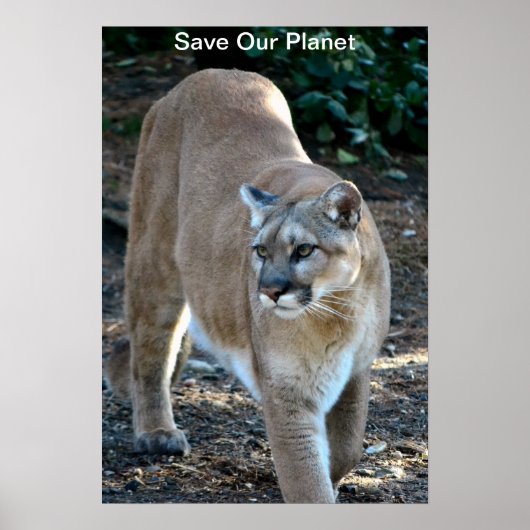 Cougar Photo Poster "Save Our Planet" (Voorkant)