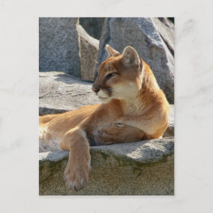 Cougar Postcard Briefkaart