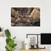 Cougar Poster (Thuiskantoor)