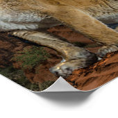 Cougar Poster (Hoek)