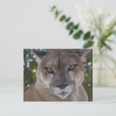 Cougar Pounce Briefkaart (Staand voorkant)