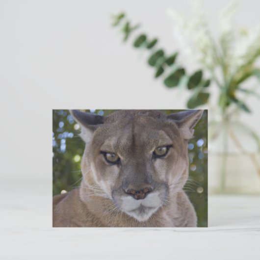 Cougar Pounce Briefkaart (Staand voorkant)