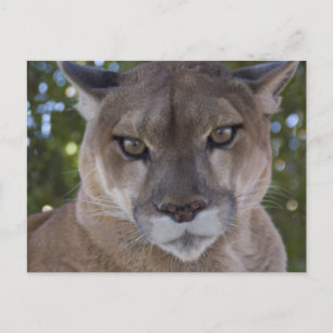 Cougar Pounce Briefkaart