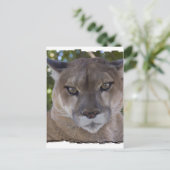 Cougar Pounce Briefkaart (Staand voorkant)