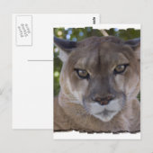 Cougar Pounce Briefkaart (Voorkant / Achterkant)