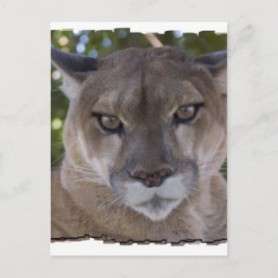 Cougar Pounce Briefkaart