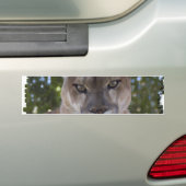 Cougar Pounce Bumpersticker (Op auto)