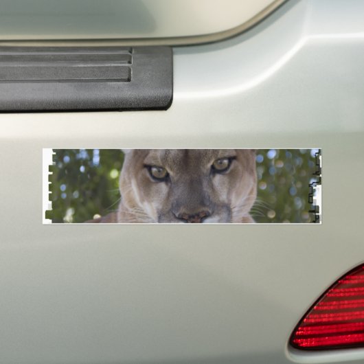 Cougar Pounce Bumpersticker (Op auto)