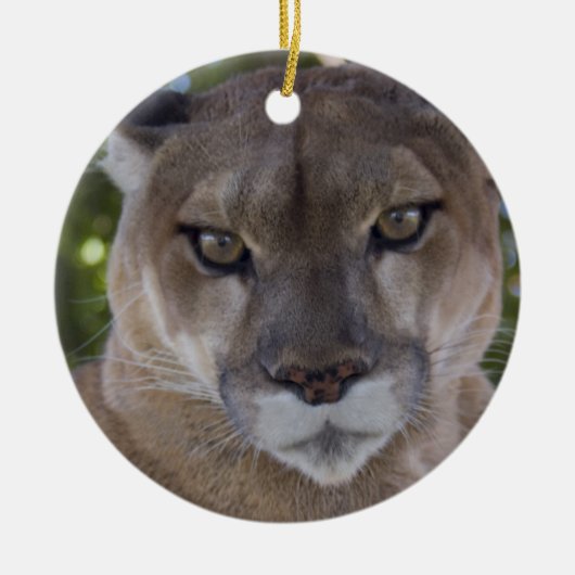 Cougar Pounce Ornament (Voorkant)