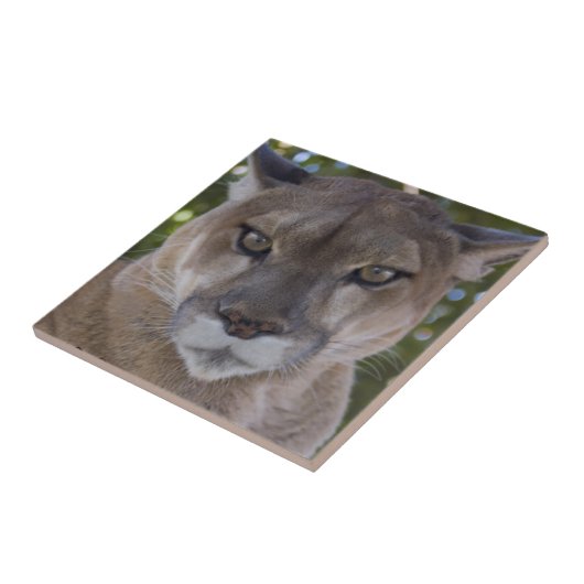 Cougar Pounce Tile Tegeltje (Zijkant)