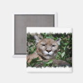 Cougar Predator Vierkante Magneet (Voorkant / Achterkant)