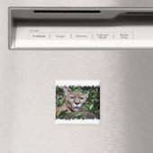 Cougar Predator Vierkante Magneet (Insitu (Vaatwasser))