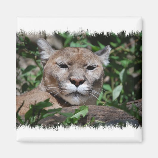 Cougar Predator Vierkante Magneet (Voorkant)