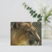 Cougar Puma Briefkaart (Staand voorkant)