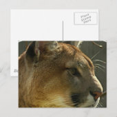 Cougar Puma Briefkaart (Voorkant / Achterkant)