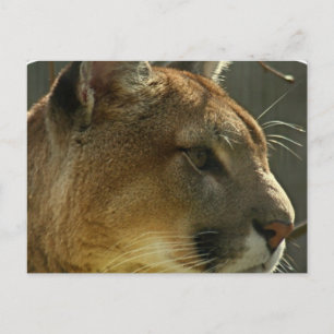 Cougar Puma Briefkaart