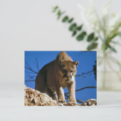 Cougar (Puma Concolor) Fotografie Briefkaart (Staand voorkant)