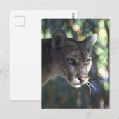 Cougar (Puma Concolor) Gezichtsfotografie Briefkaart (Voorkant / Achterkant)