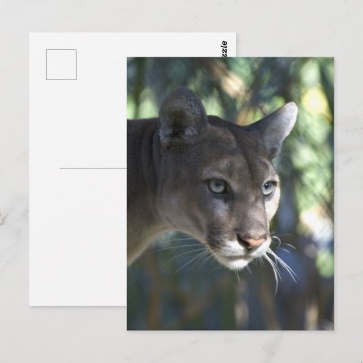 Cougar (Puma Concolor) Gezichtsfotografie Briefkaart (Voorkant / Achterkant)