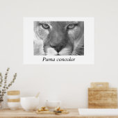 Cougar- Puma-concolor Poster (Keuken)