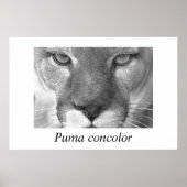 Cougar- Puma-concolor Poster (Voorkant)